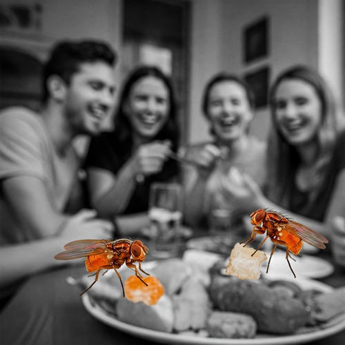 Fruit Fly Mutations
