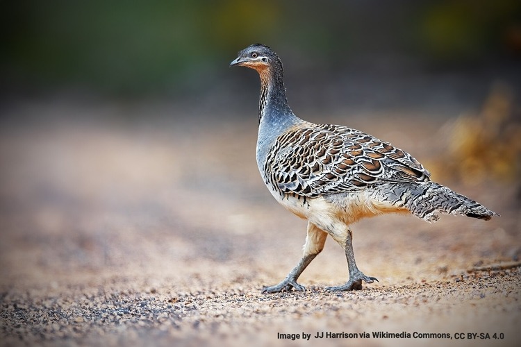 The Incubator Bird