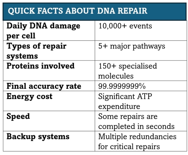 DNA Repair Mechanisms