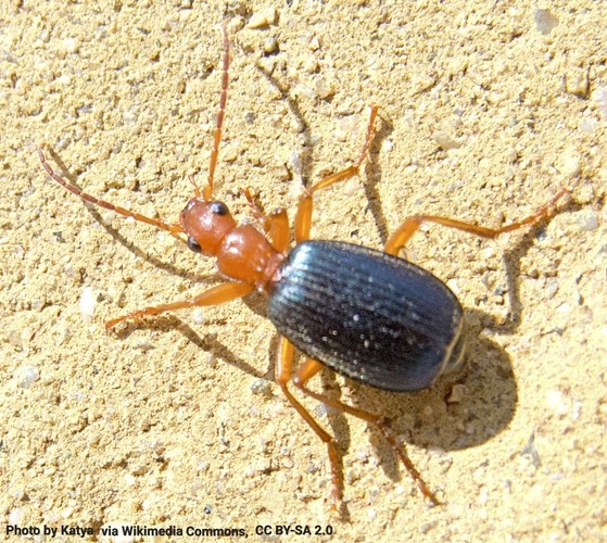 The Bombardier Beetle